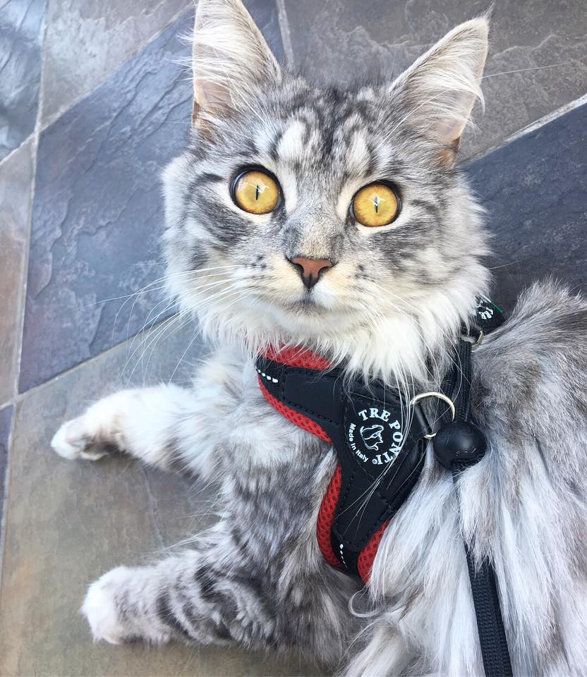 Tre ponti shop cat harness