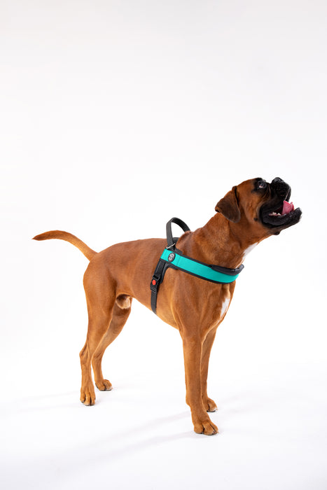 Primo Plus Onyx Emerald Harness with Handle