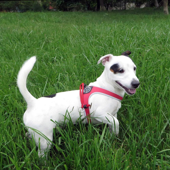 Easy Fit Liberta Red Harness with No Escape Adjustable Closure